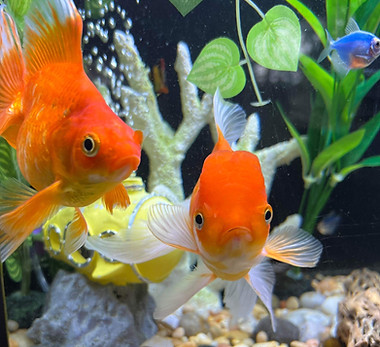 Fancy Goldfish