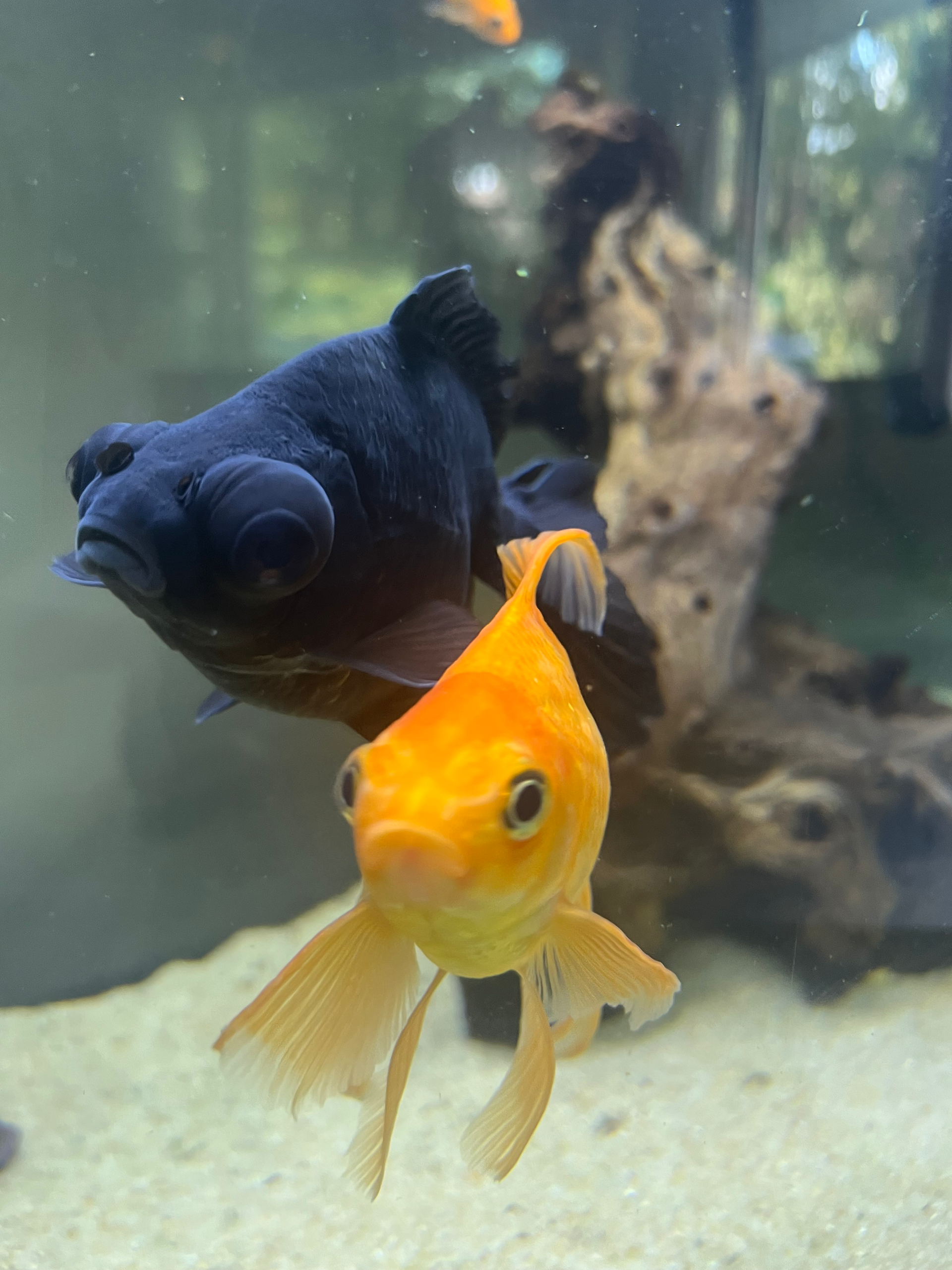 Fancy Goldfish