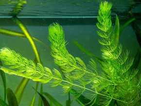 Hornwort aquarium plant floating in a freshwater fish tank helping reduce nitrates naturally
