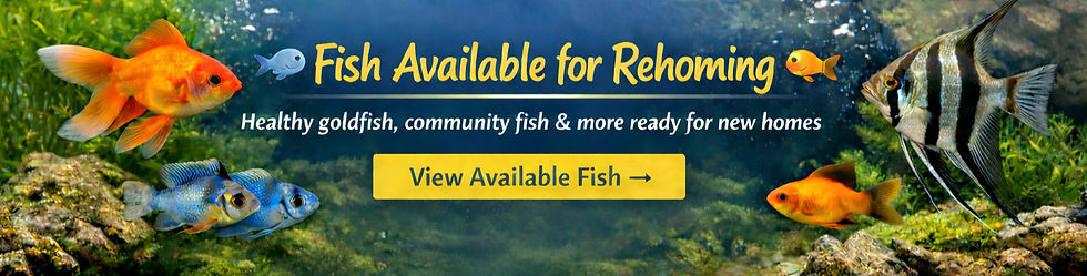 ChatGPT Image Feb 1, 2026, 04_43_54 PM_e