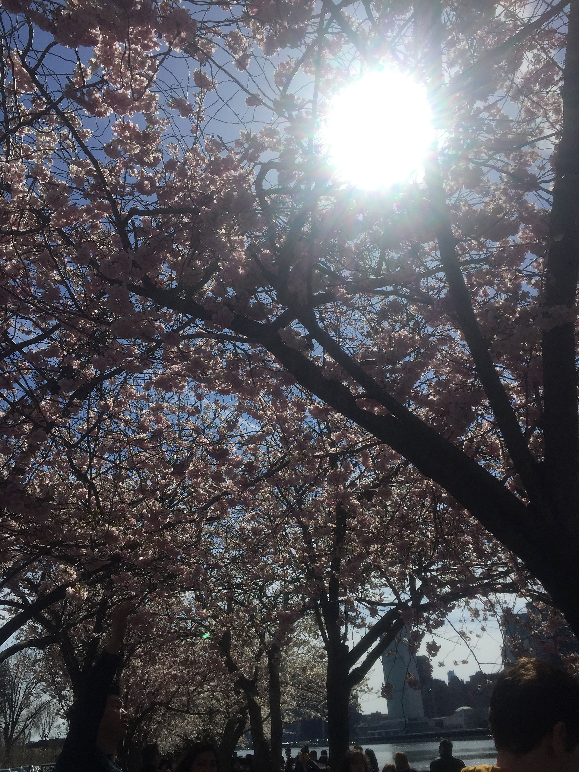 Blossoms on Roosevelt Island