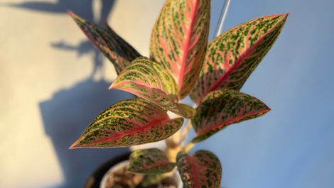 Aglaonema Care Insructions