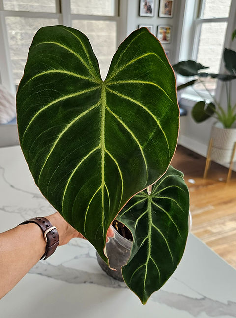 Anthurium Gloriosum Dark (Red Border) | Floresco Blooms