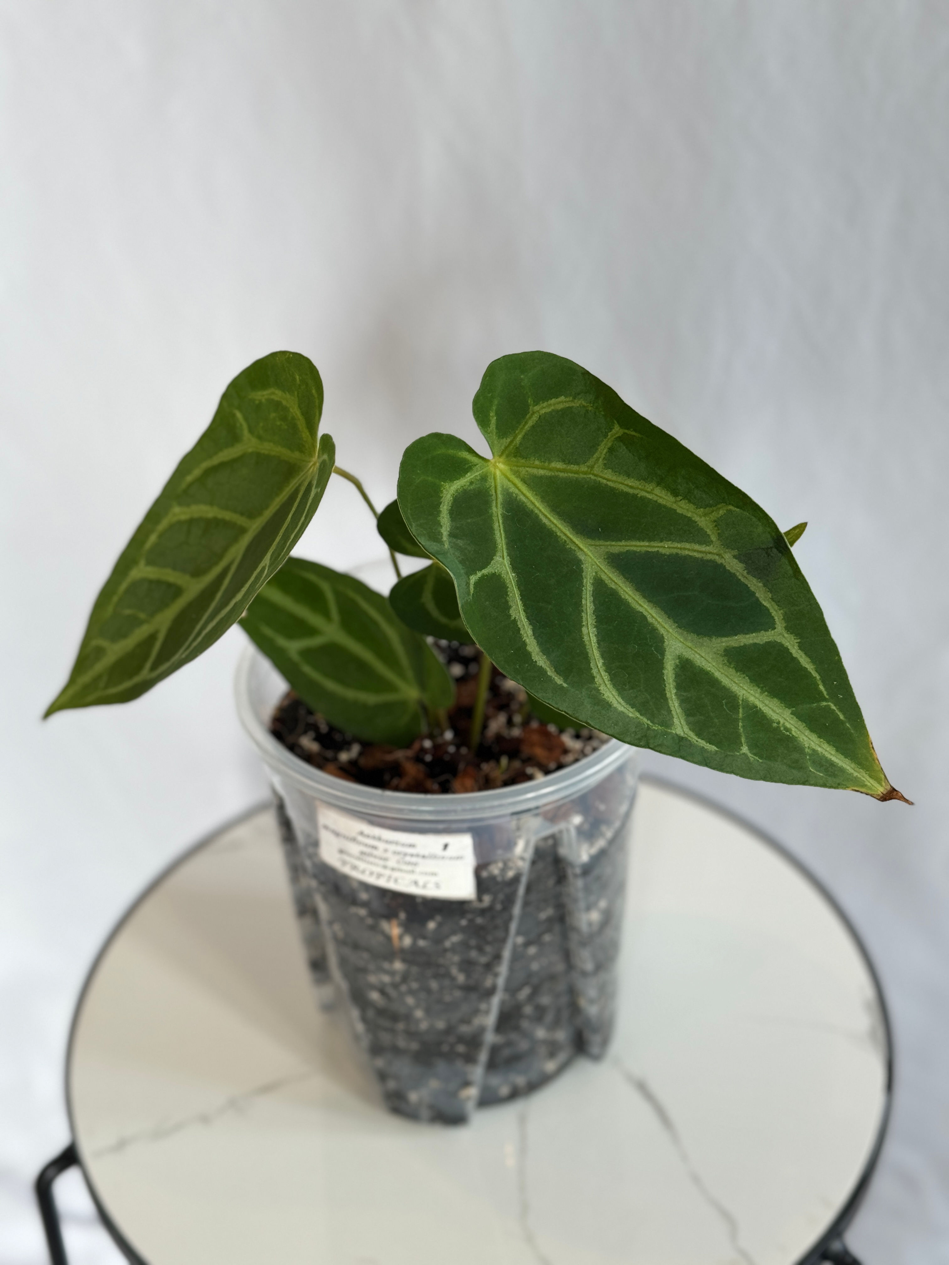 Anthurium Magnificum x Crystallinum