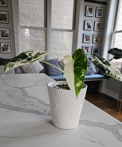 Alocasias Frydek Variegated 8