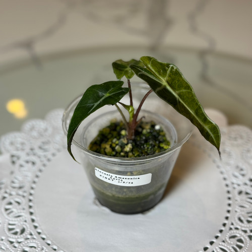 bonsai di ficus ginseng Ficus Ginseng main image 0