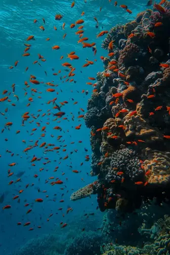 Raja Ampat Reef