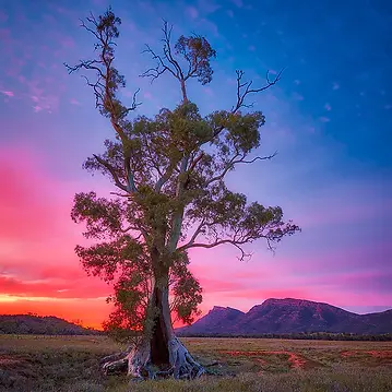 Cazneaux Tree.webp