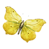 Yellow Butterfly Illustration_edited.png