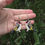 Thumbnail: Goldfinch Earrings