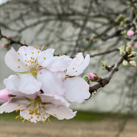 Spring Comes to Ginestas