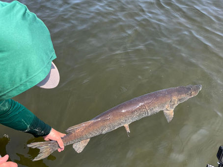 Why Do Muskie Porpoise?