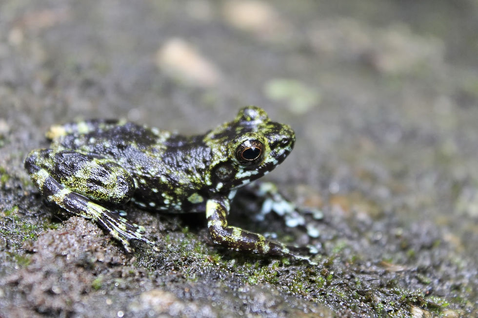 Mantidactylus cowanii "small"