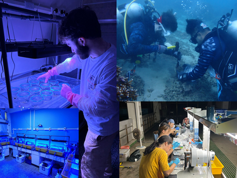 McIlroy Lab Tracks Coral Range Expansion Across Latitudes