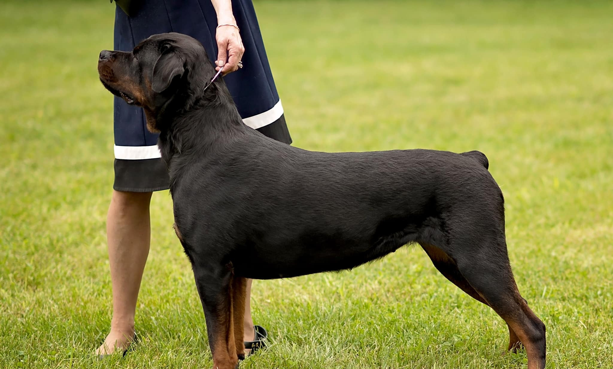 Awards | Stone Farm Rottweilers