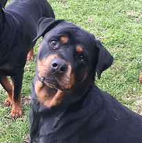 greta-2.jpg