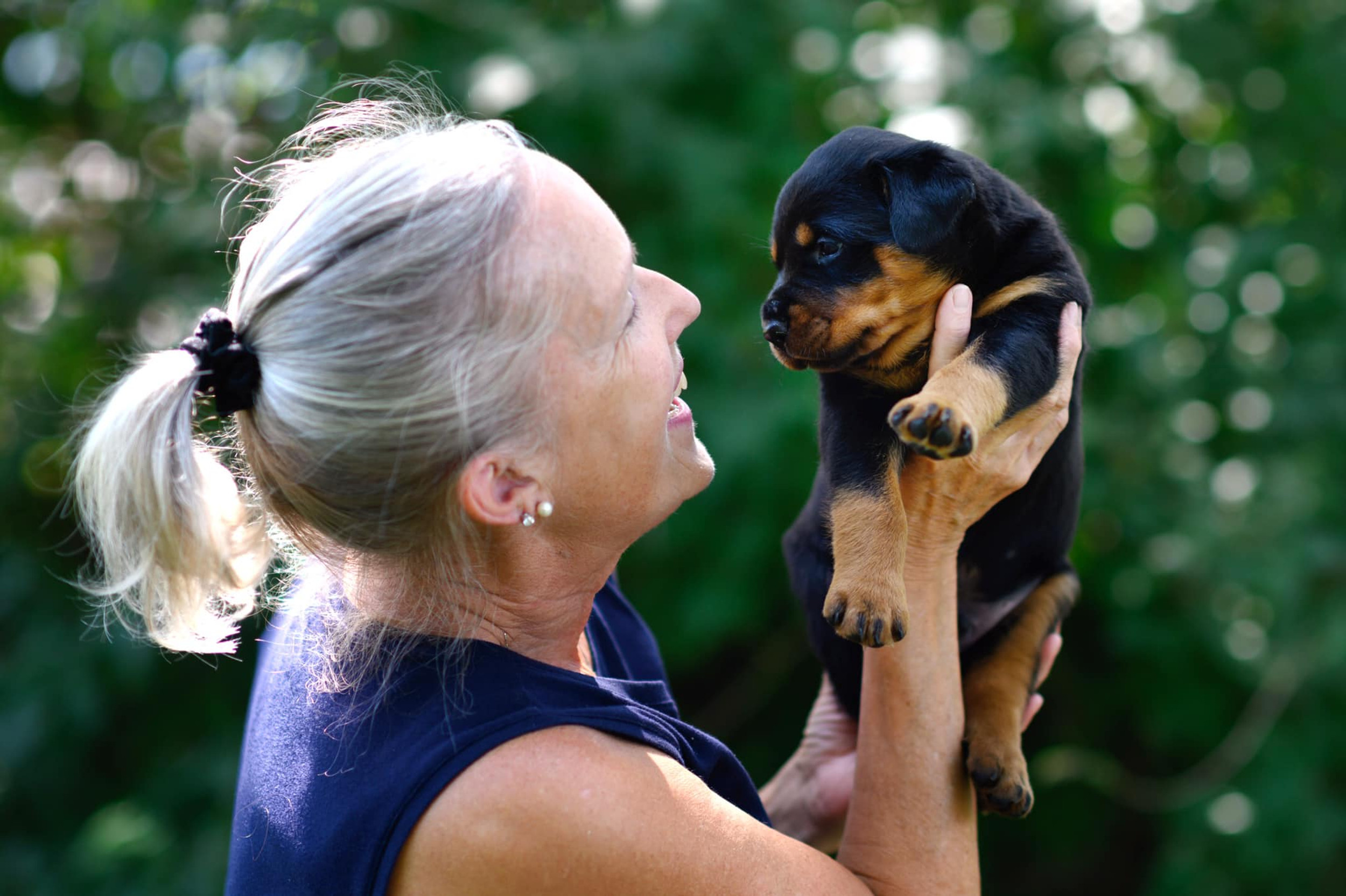 Meet Our Rotties Stone Farm Rottweilers
