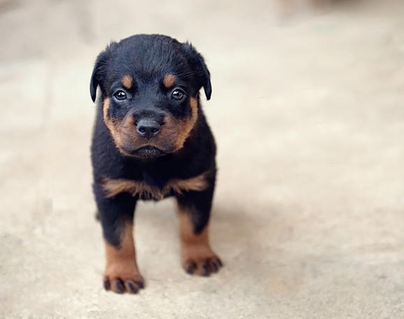 Stone Farm Rottweilers