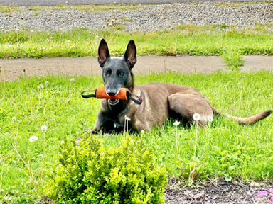 Leveraging Play During Training Sessions