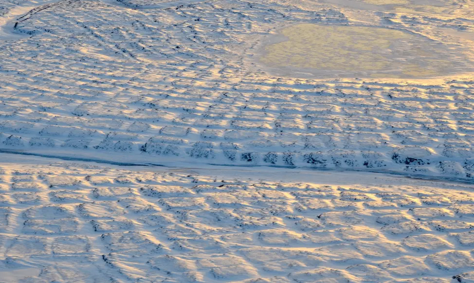 Permafrost_Field.webp