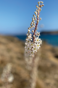 White flowers, digital photograph