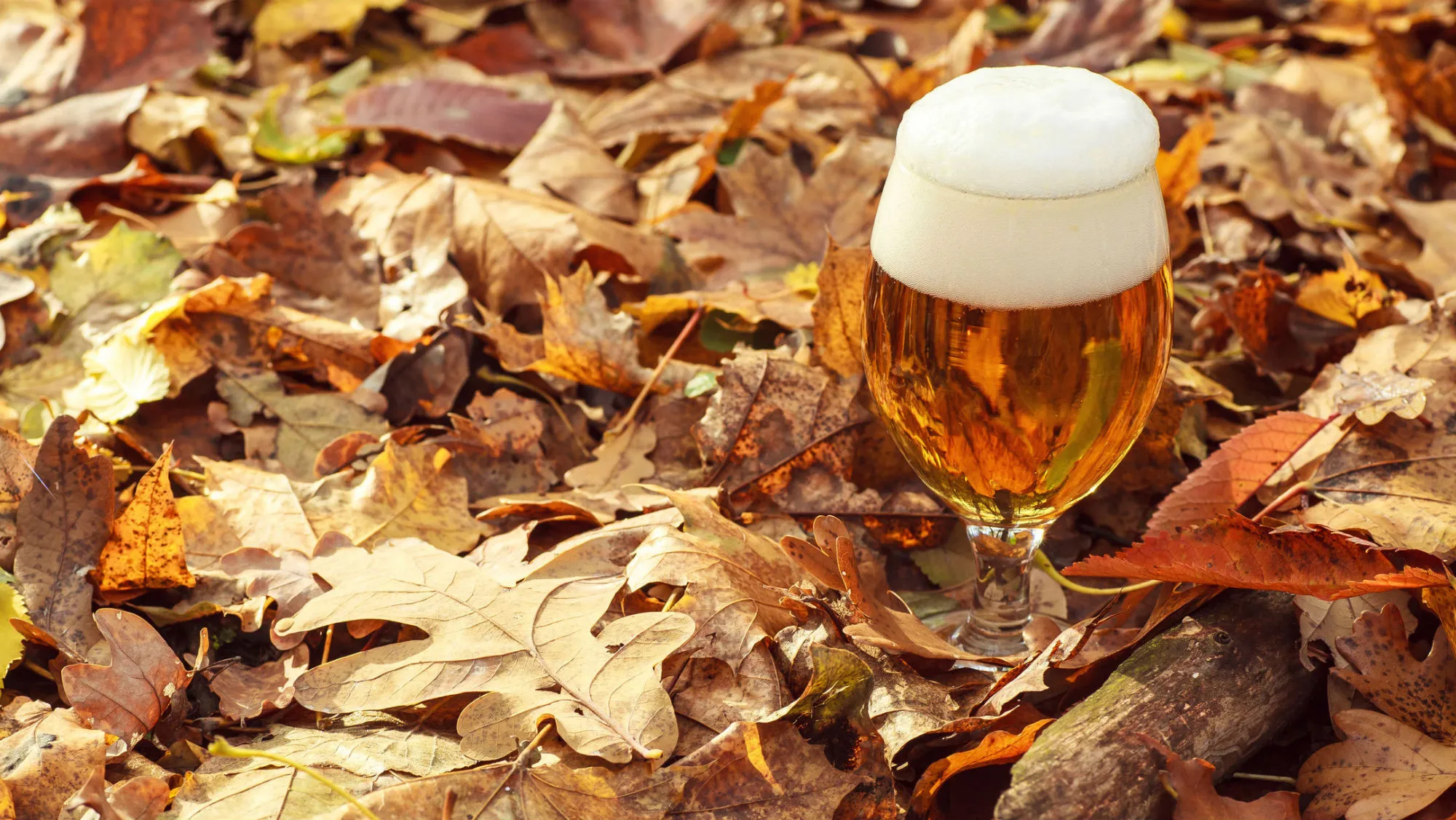 fall.webp