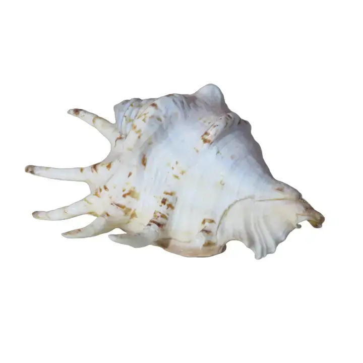 Muschel - Dekoration - Küste - Boho - Strand - einzigartig