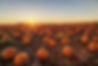Fall into Cake Pops