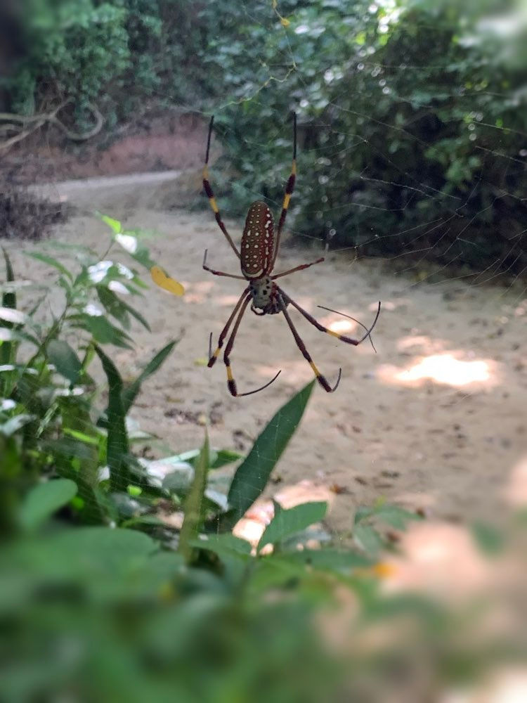 Spider the size of my hand