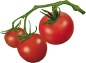 tomatoes