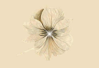 Anji Green - Alchemy Flower