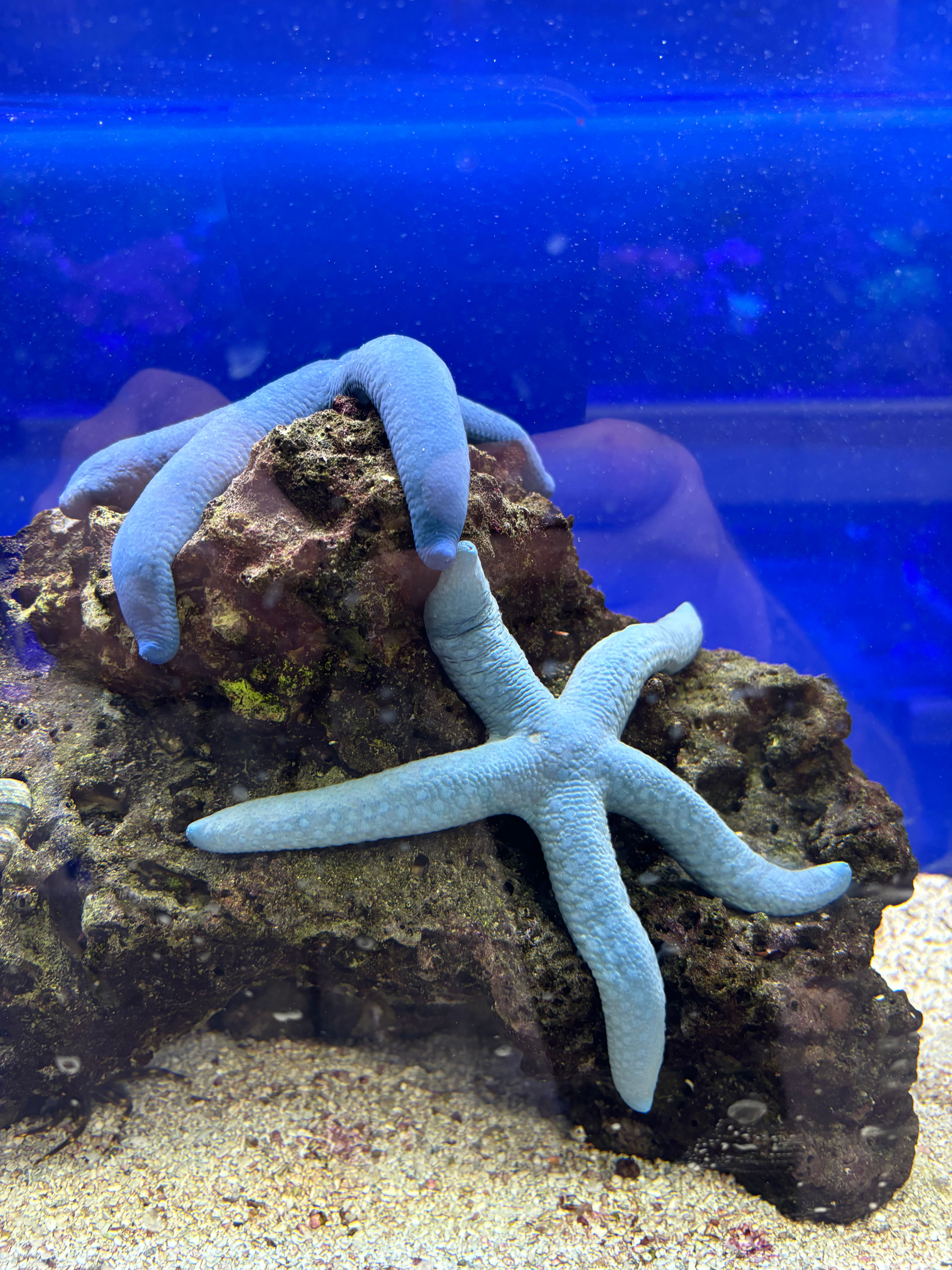 Blue Linckia Starfish (m/lg) 