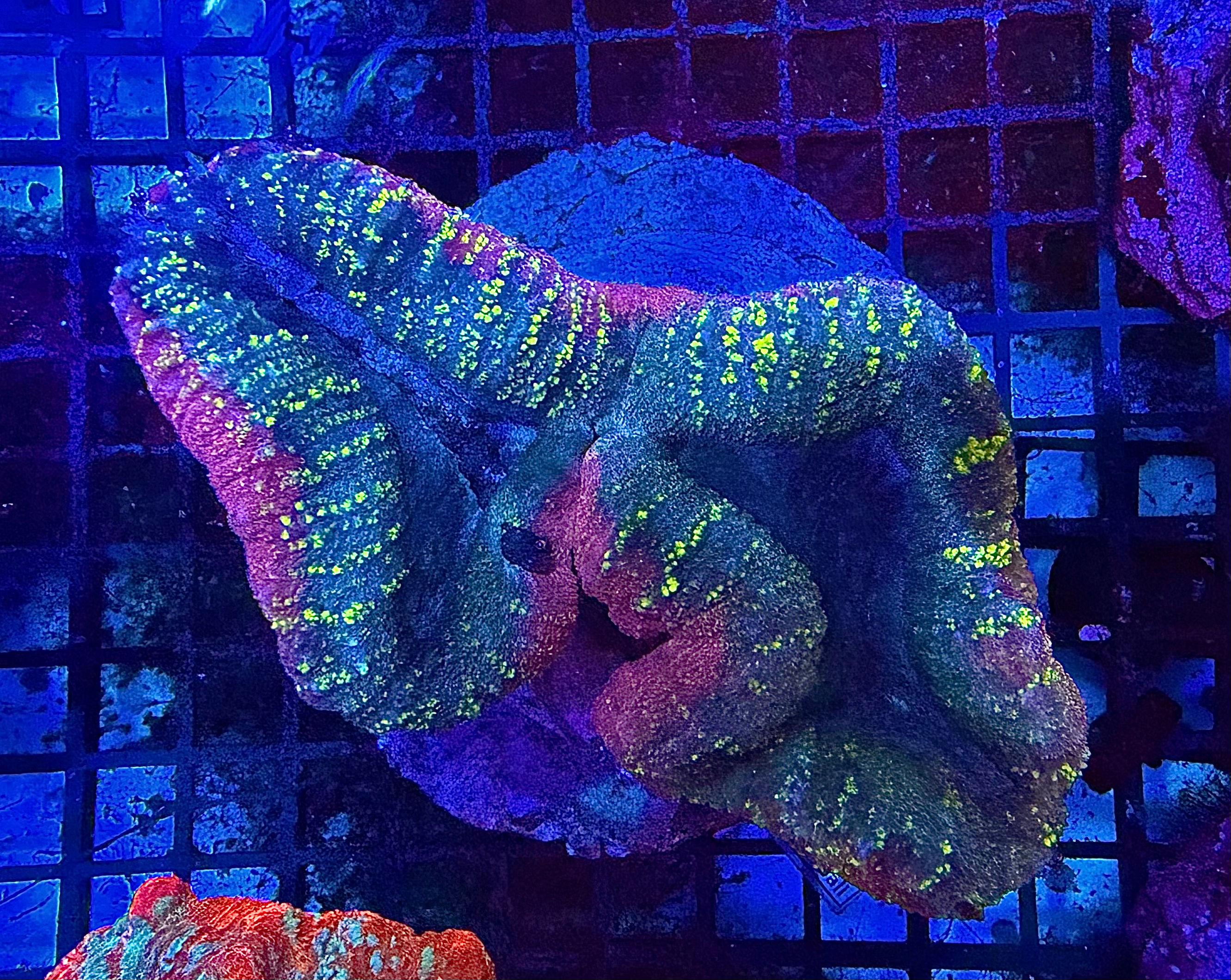 Rainbow Lobophyllia