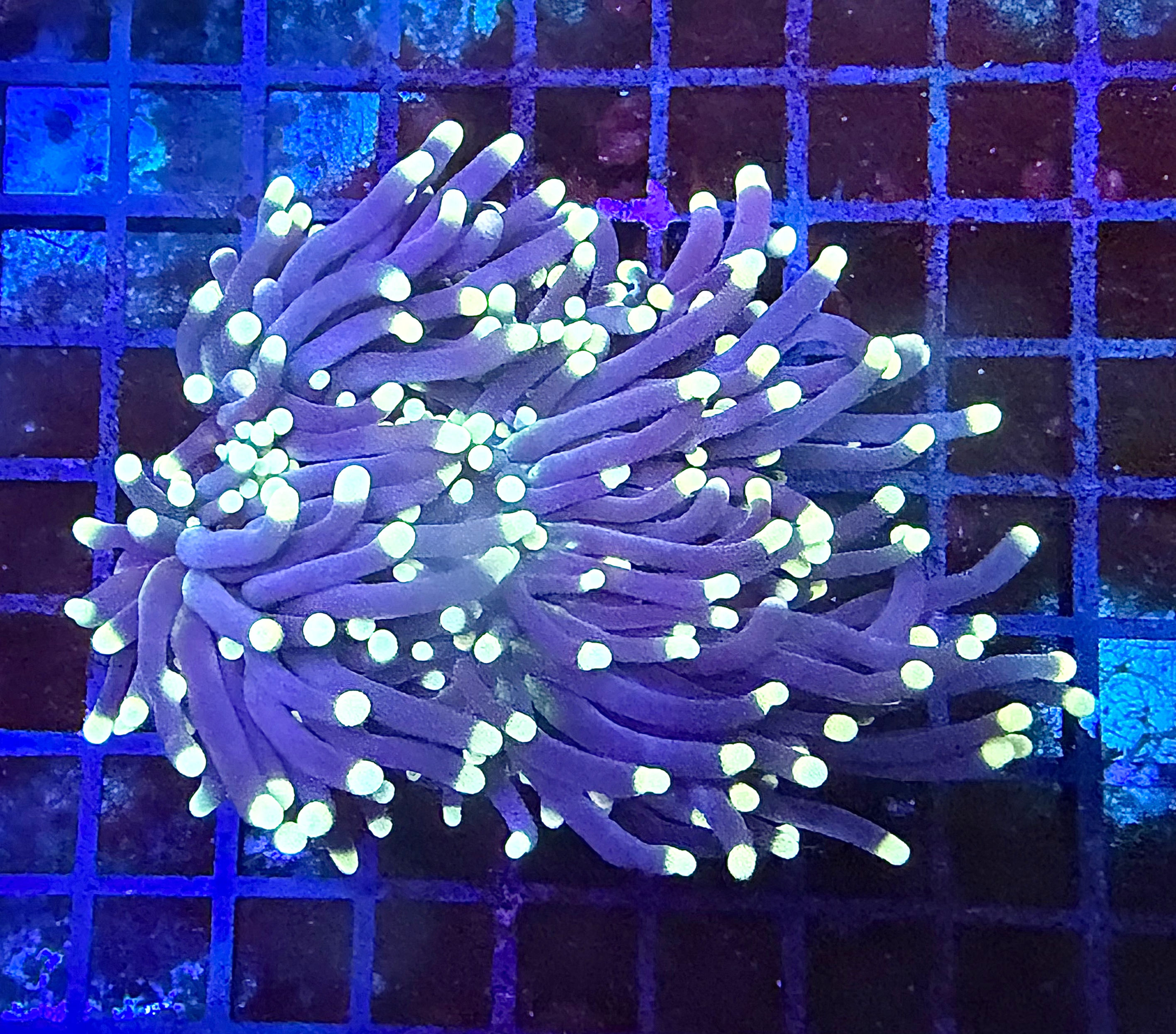 Joker Torch (1 polyp)
