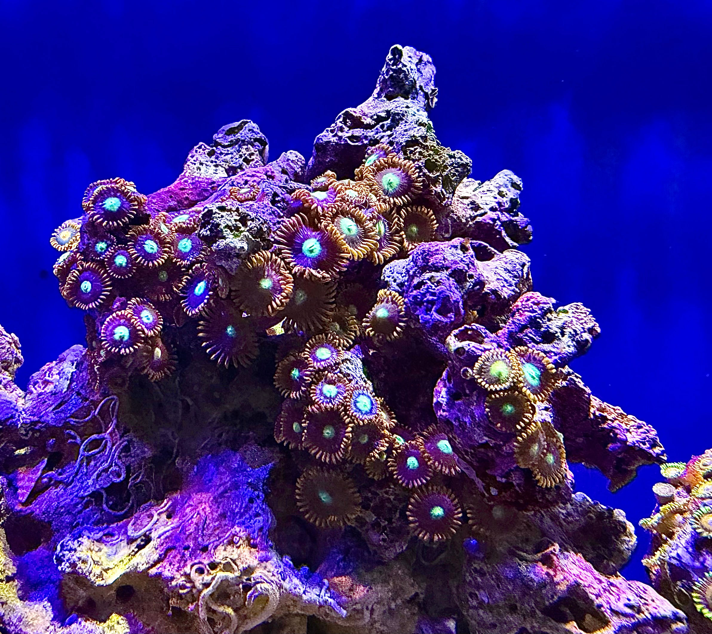 Mixed Colour Zoas