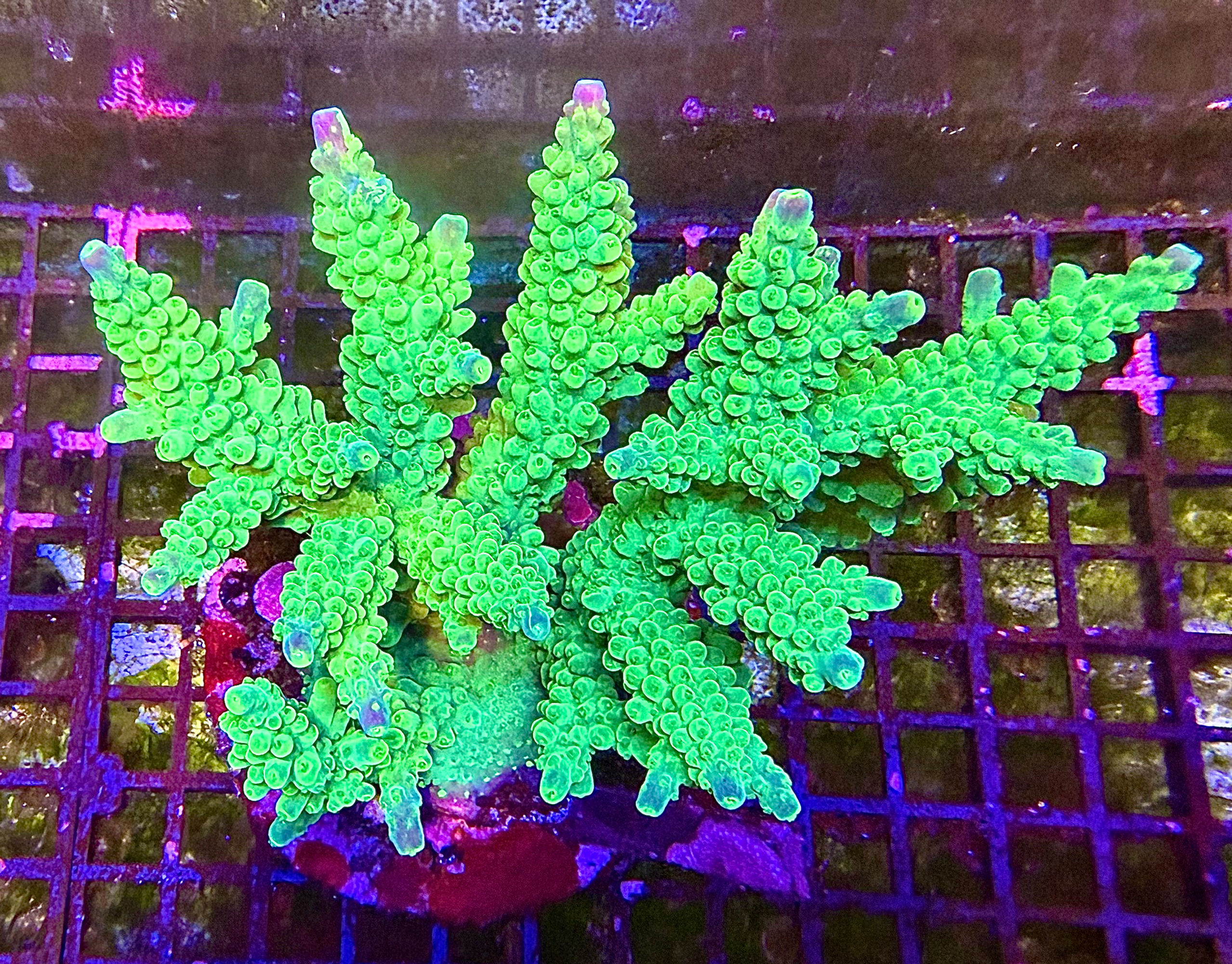 Maricultured Acropora