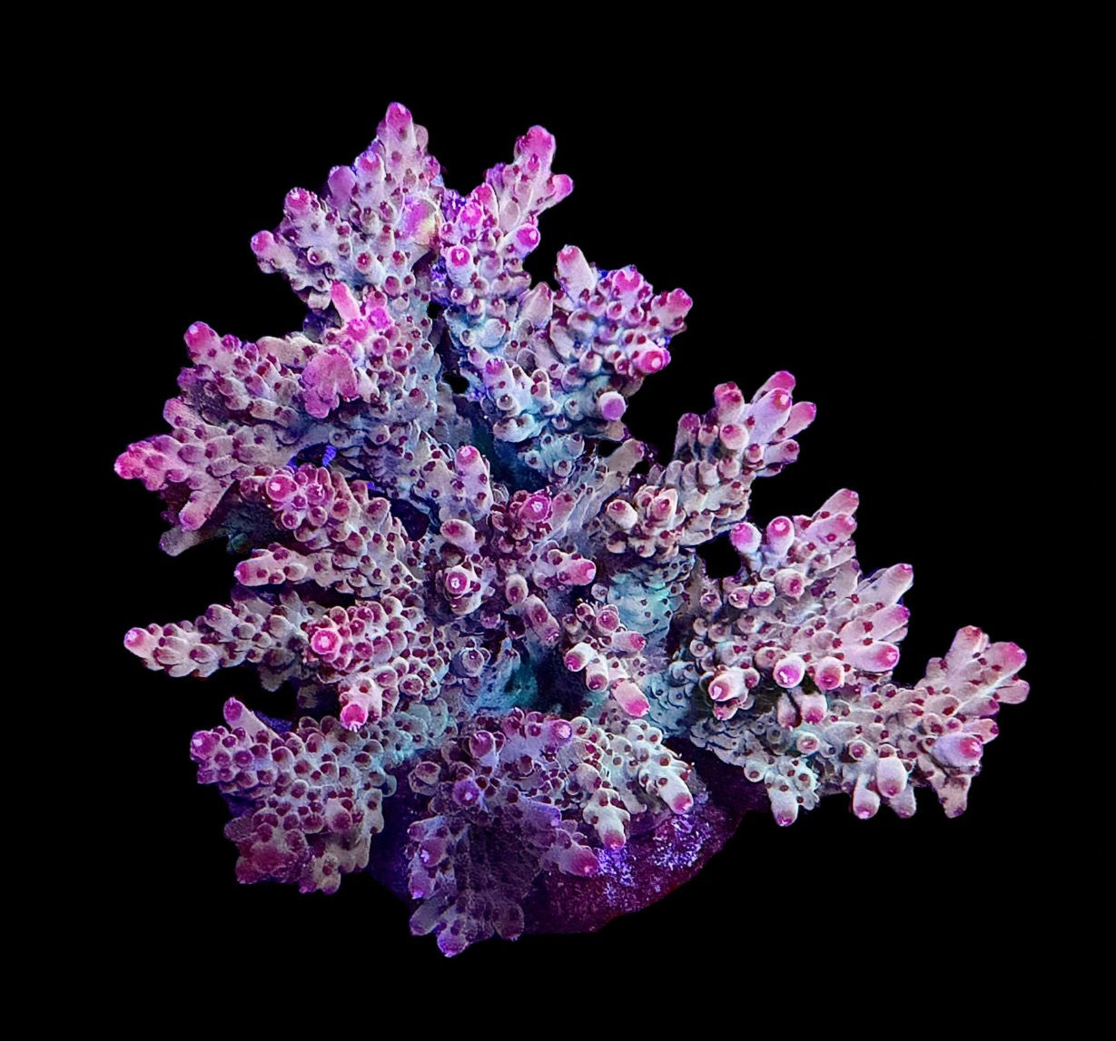 Premium Acropora Colony (med) 
