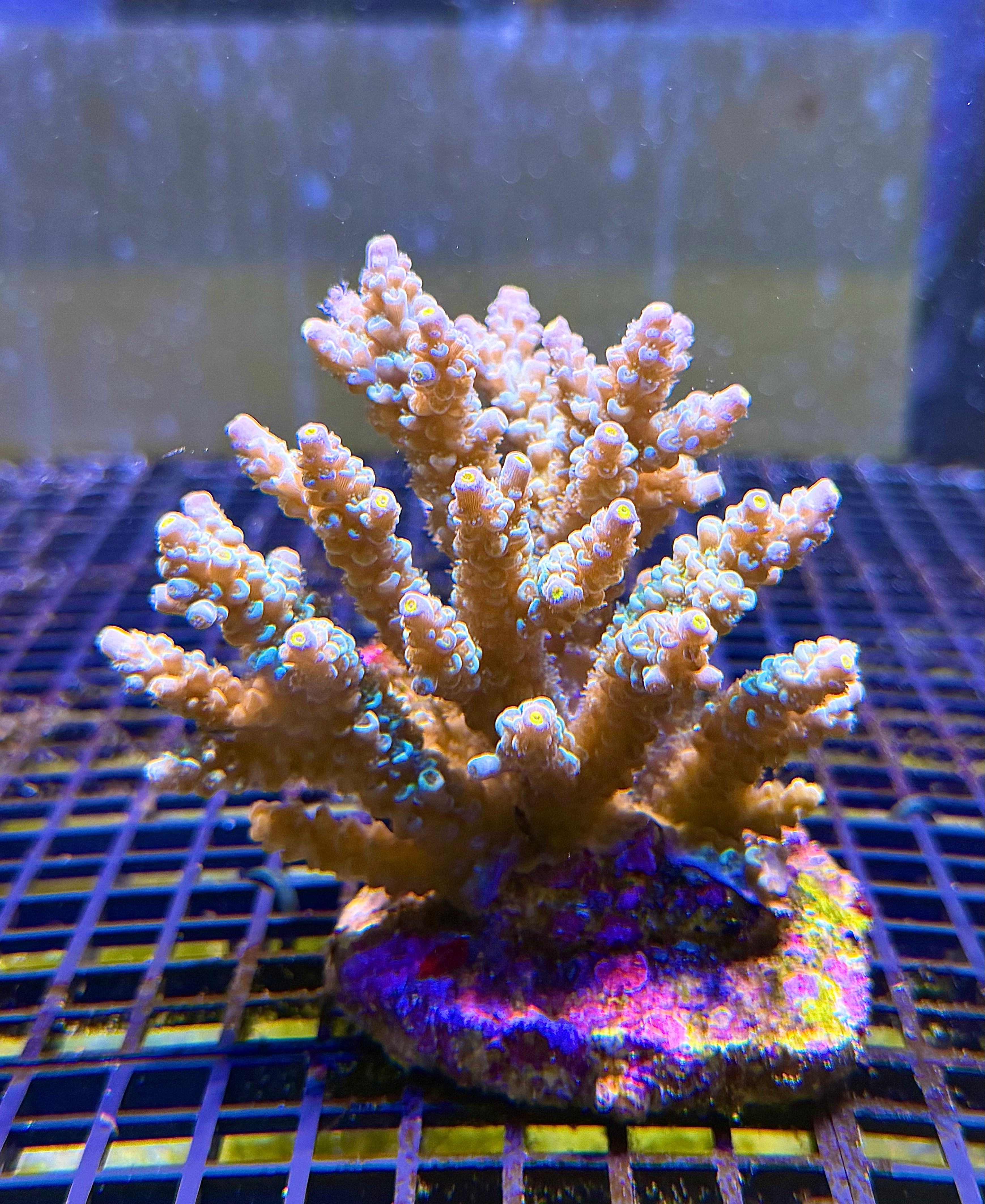 Acropora Tenuis