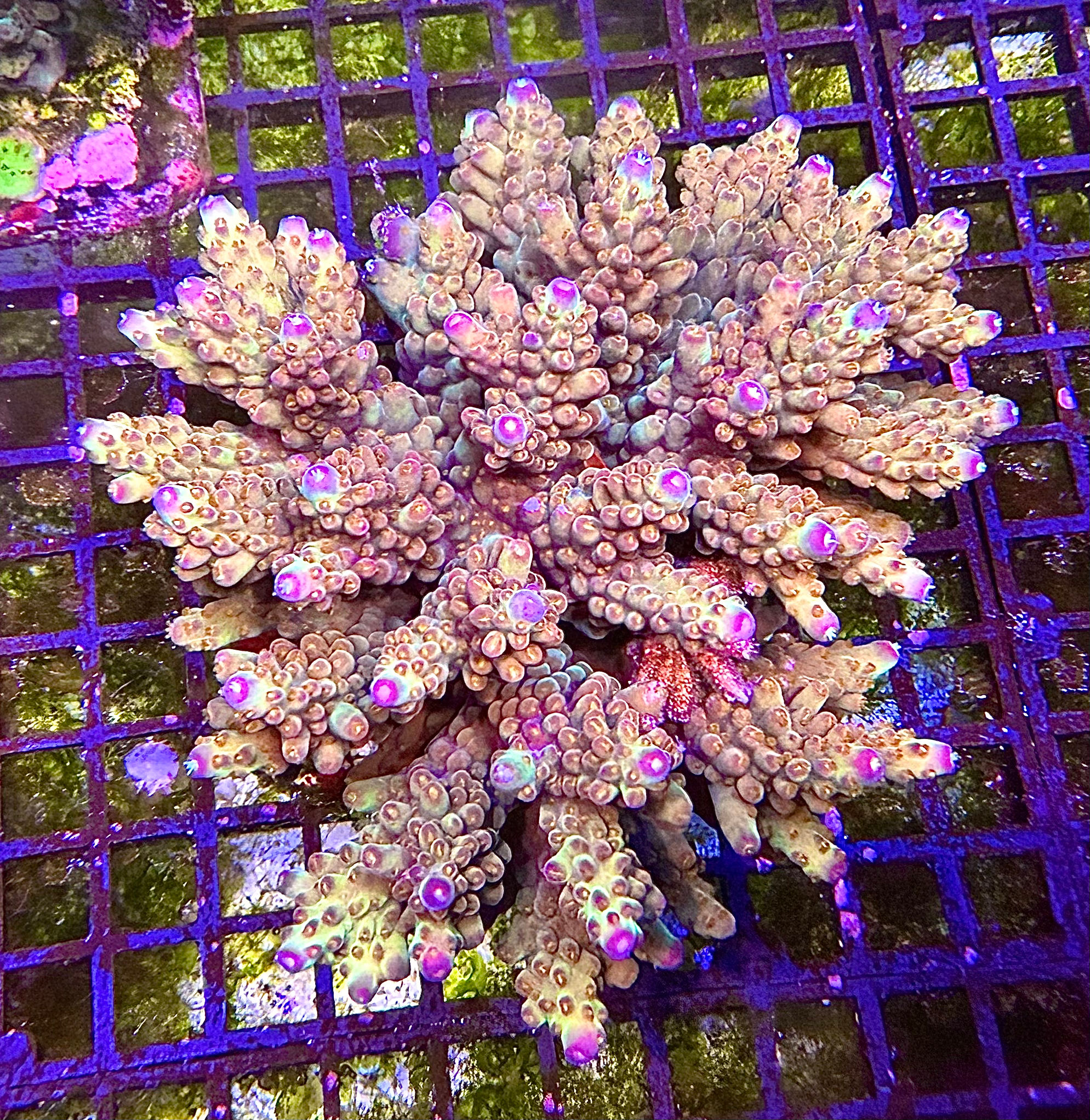 Maricultured Acropora