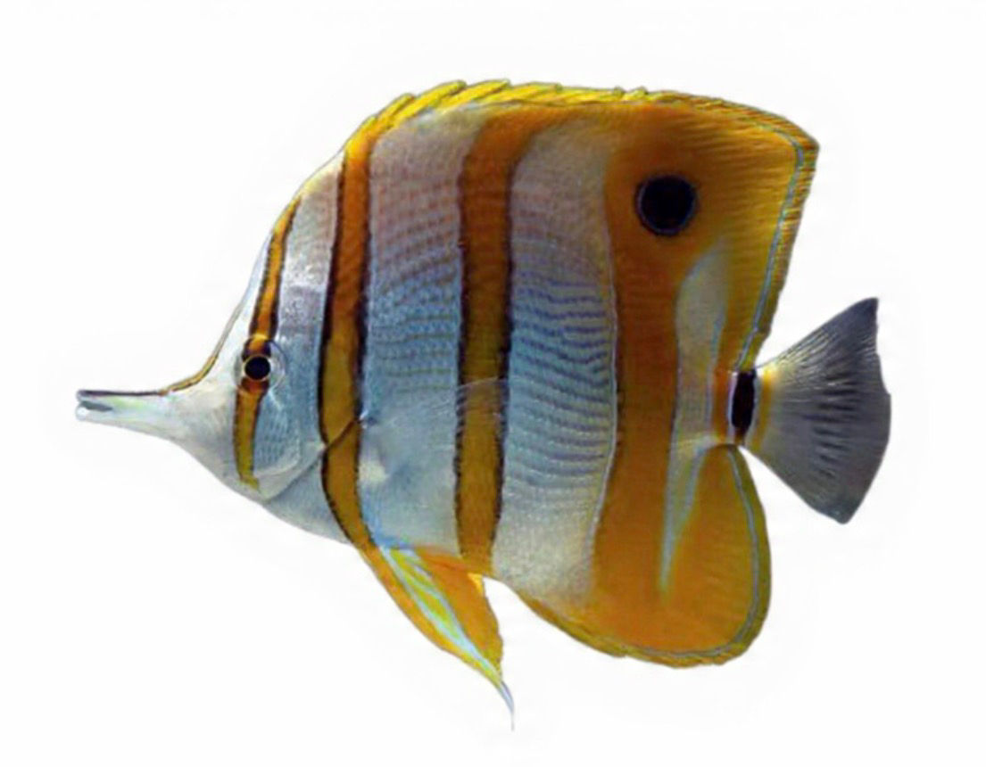 Copperband Butterflyfish (m/lg)