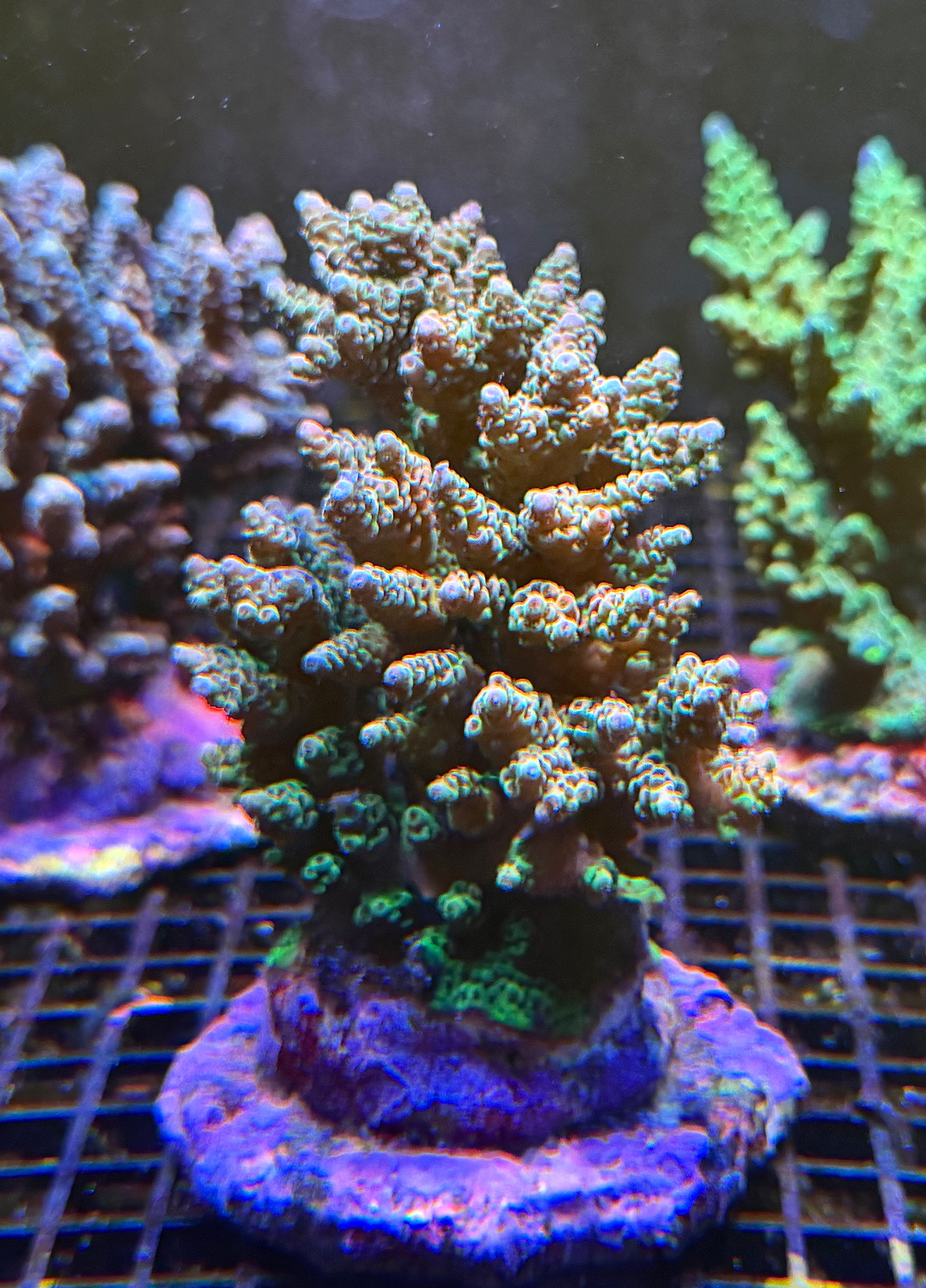 Bali Acropora (med)