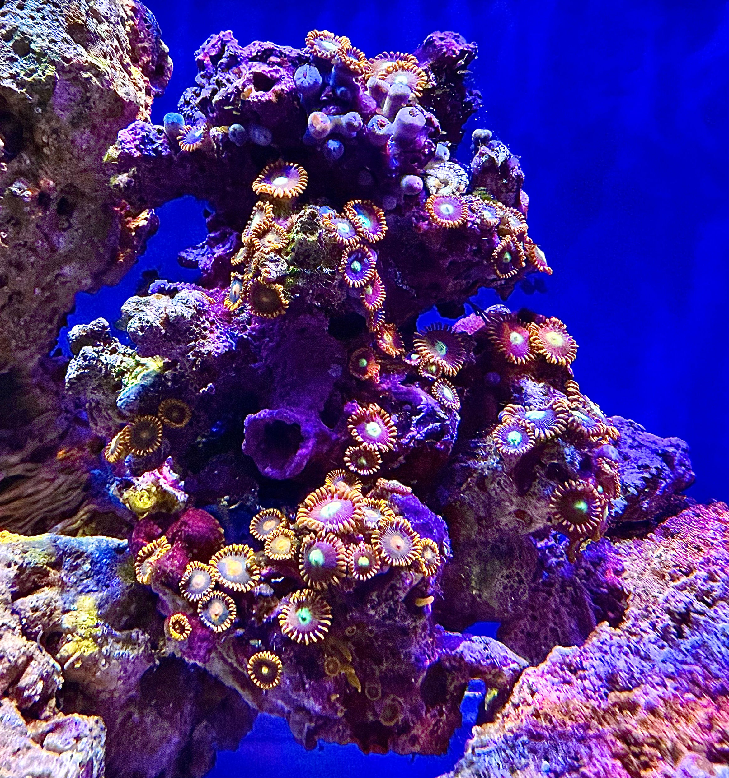 Mixed Colour Zoas