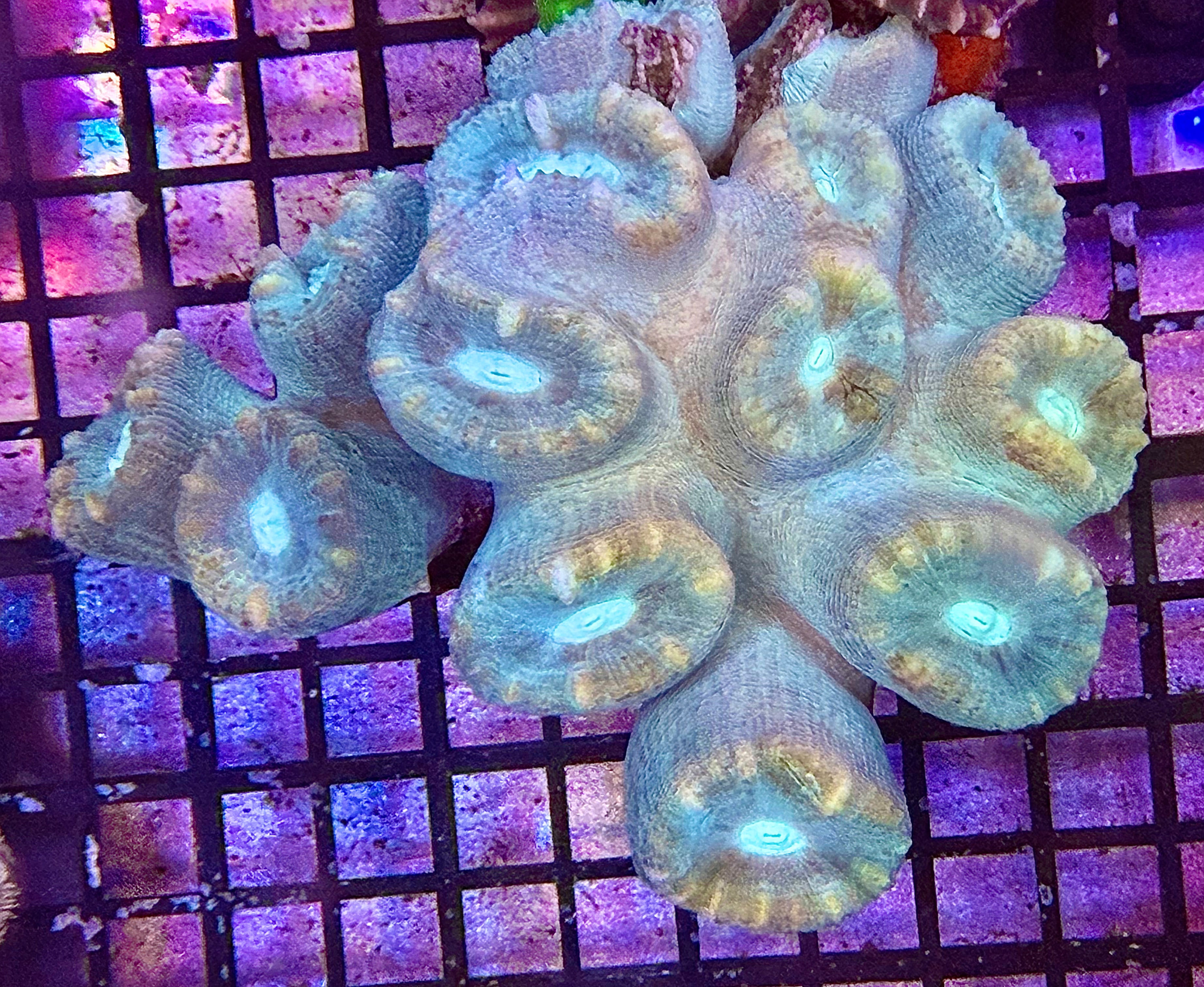 Multi Coloured Trumpet Coral
