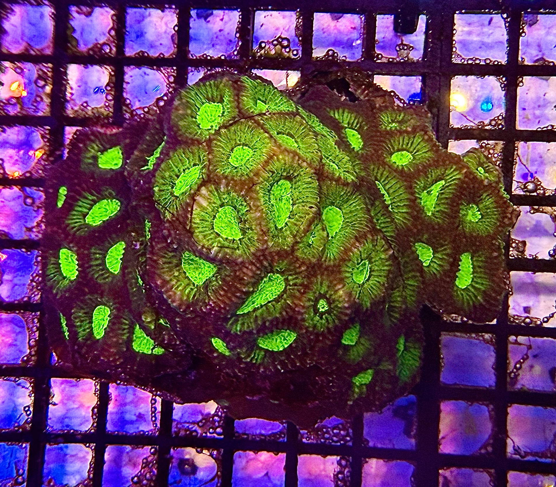 Metalic Moonstone Favites