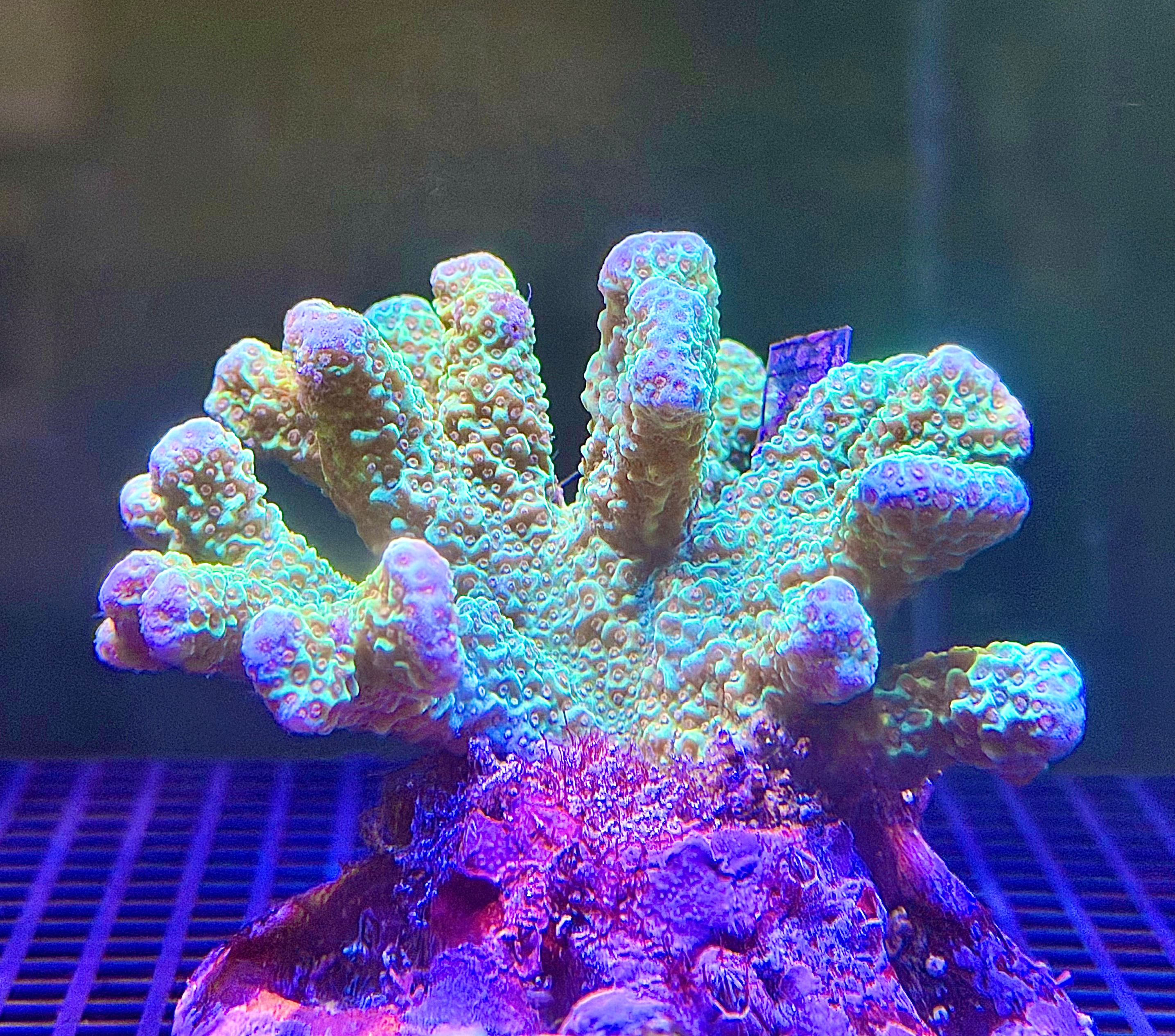 Yellow Branching Porites 