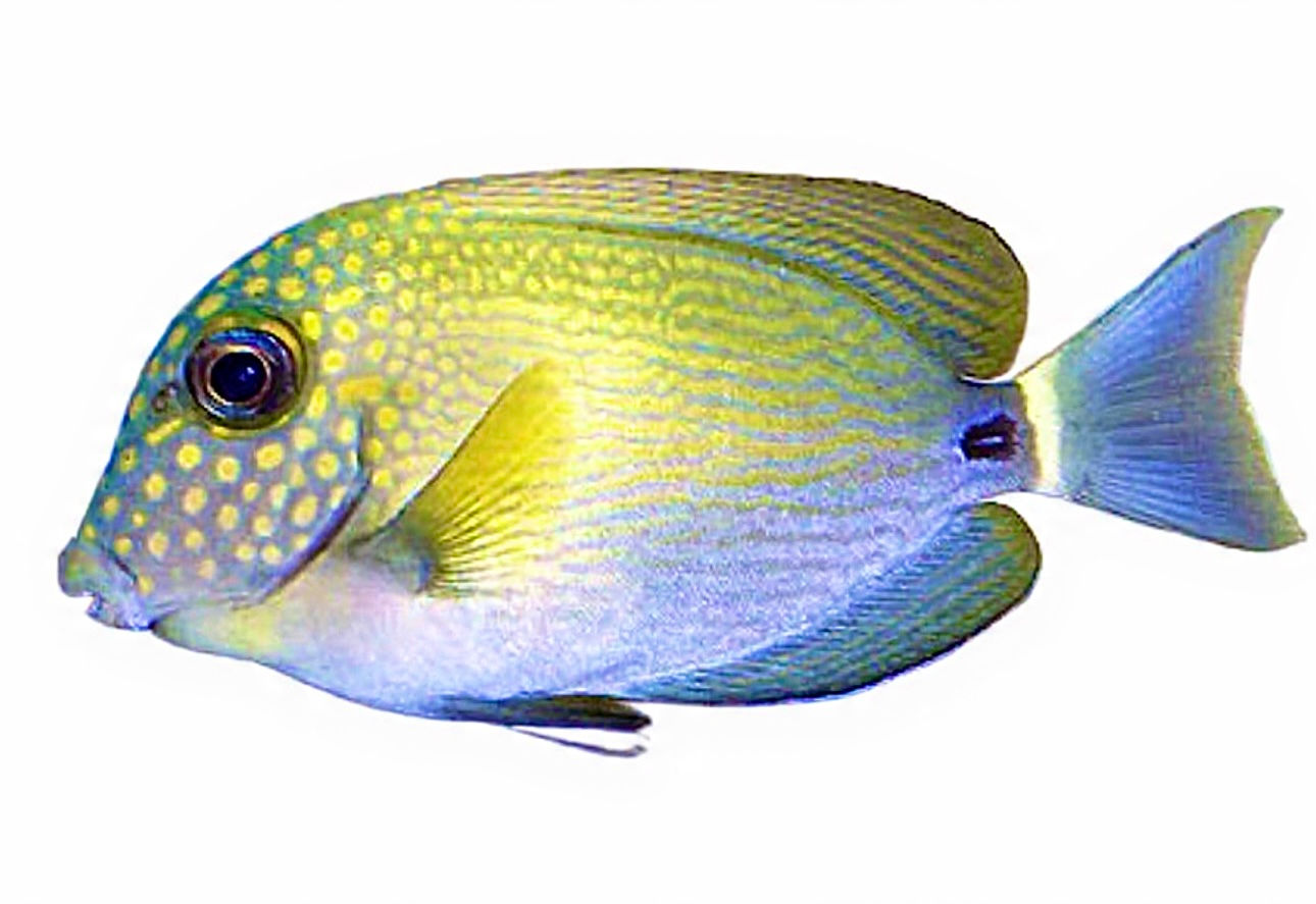 Maculiceps Tang (sm)
