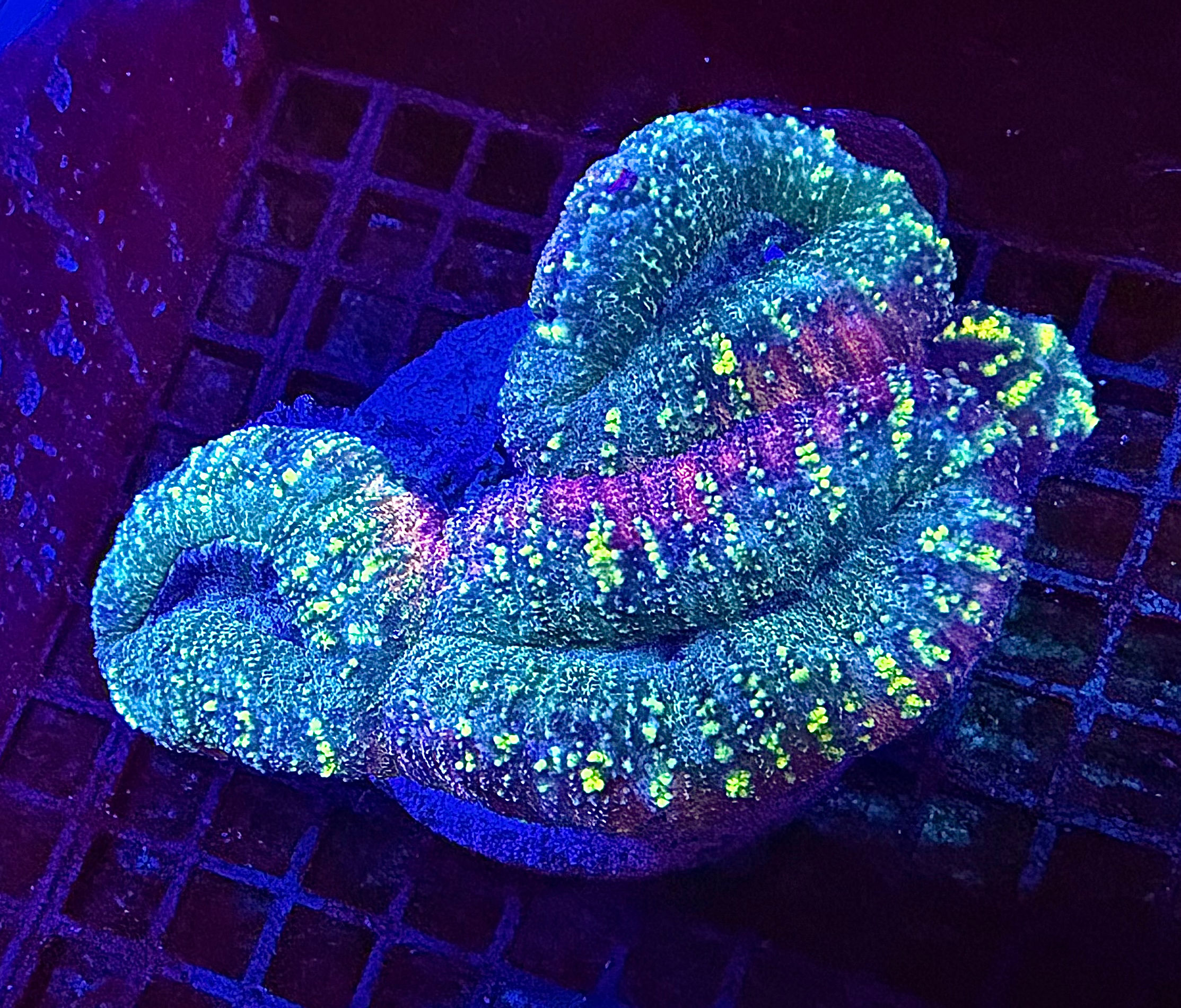 Rainbow Lobophyllia