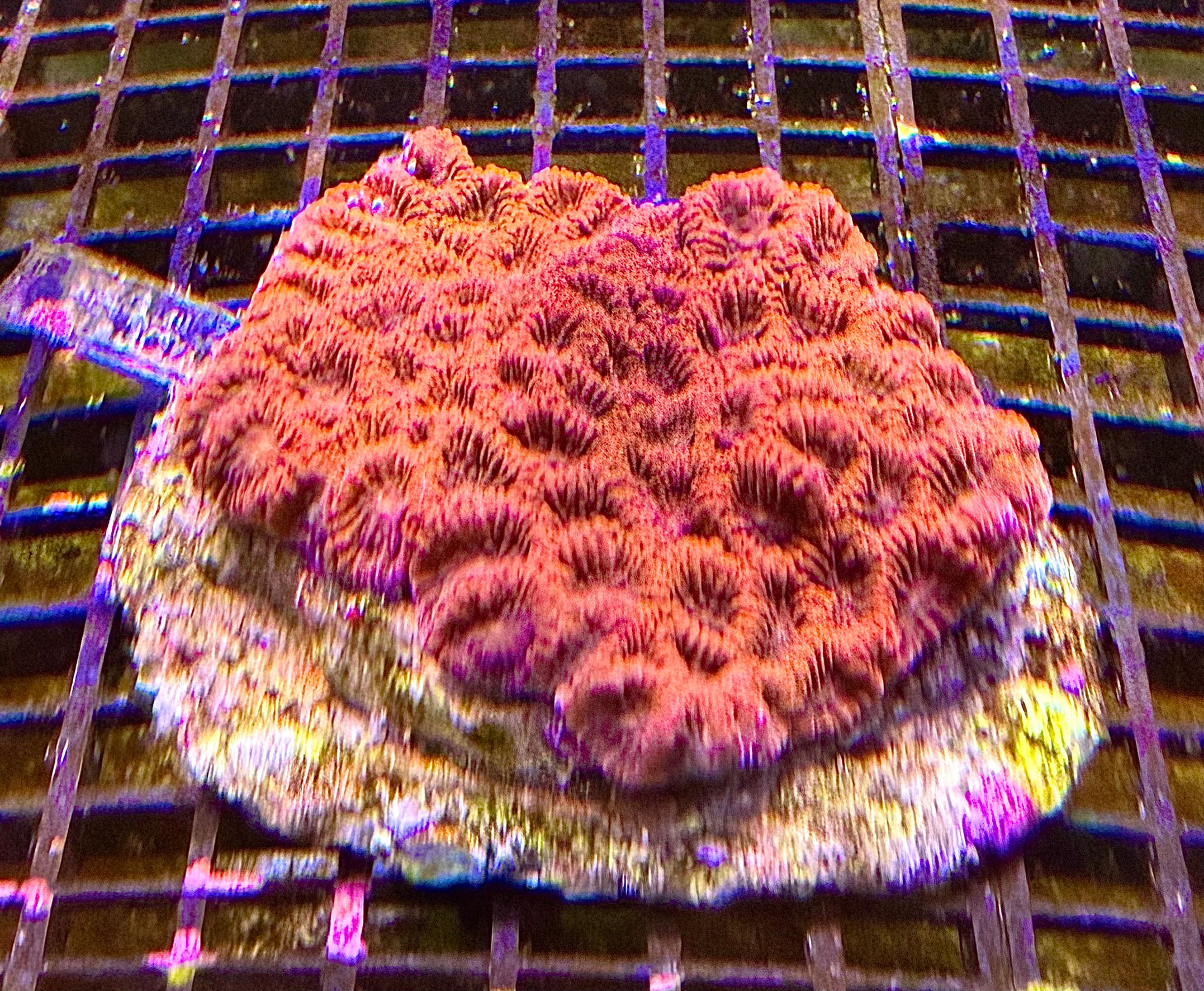 Red Favites 