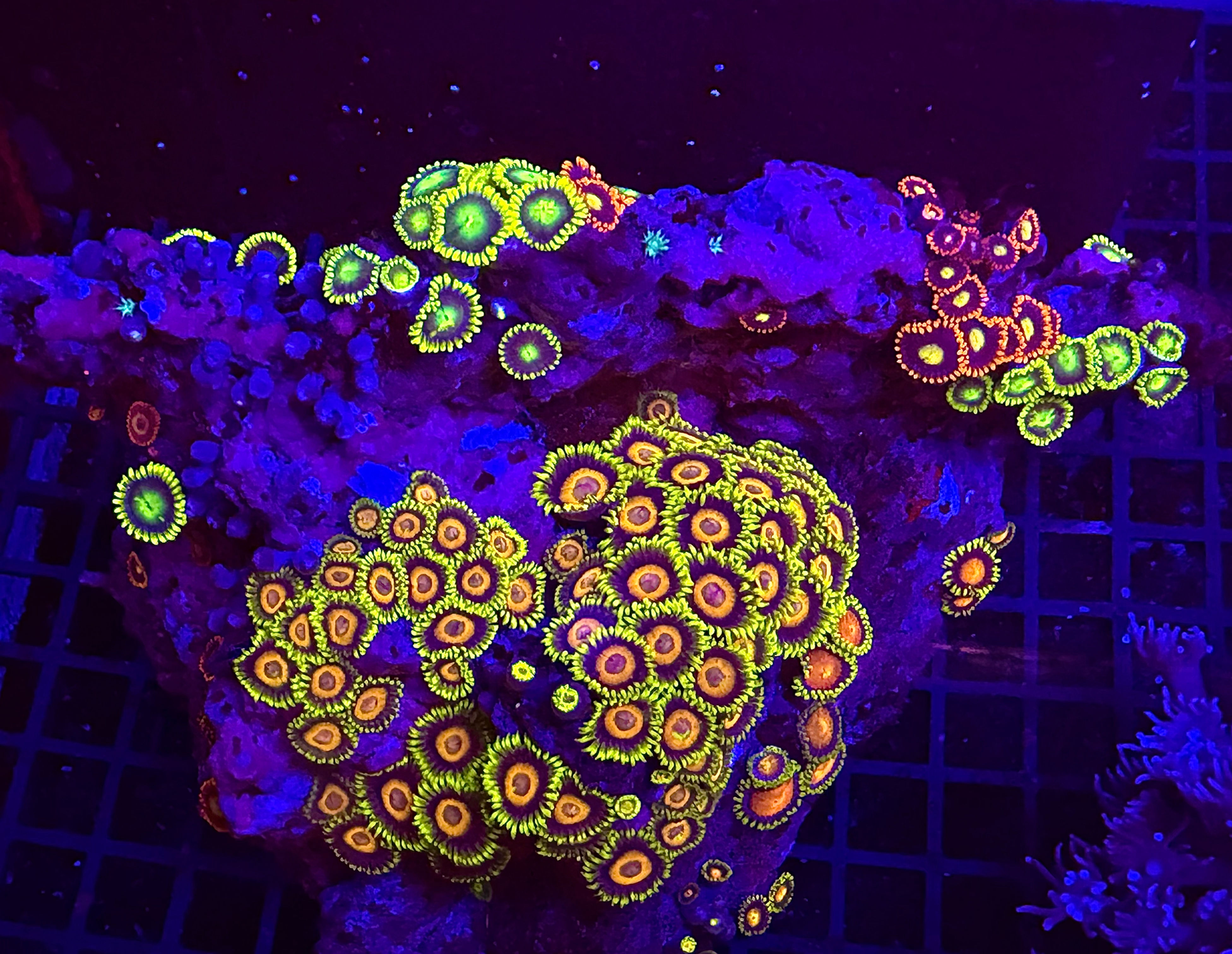 Mixed Colour Zoa Colony