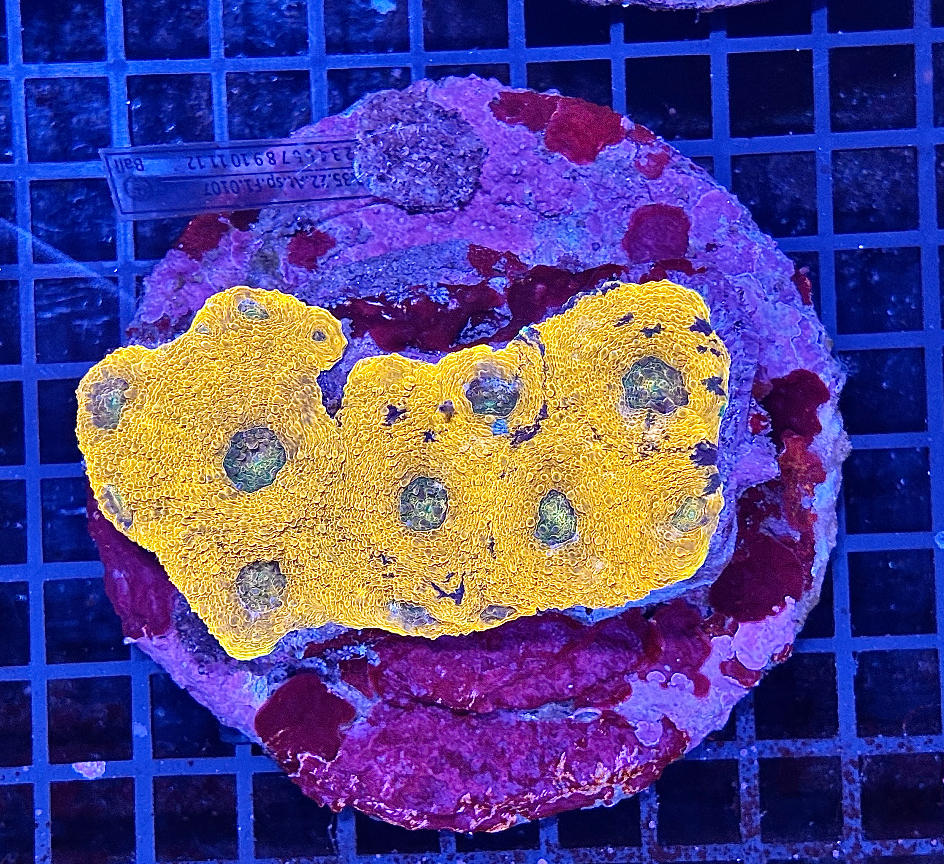 Orange Acan Colony 